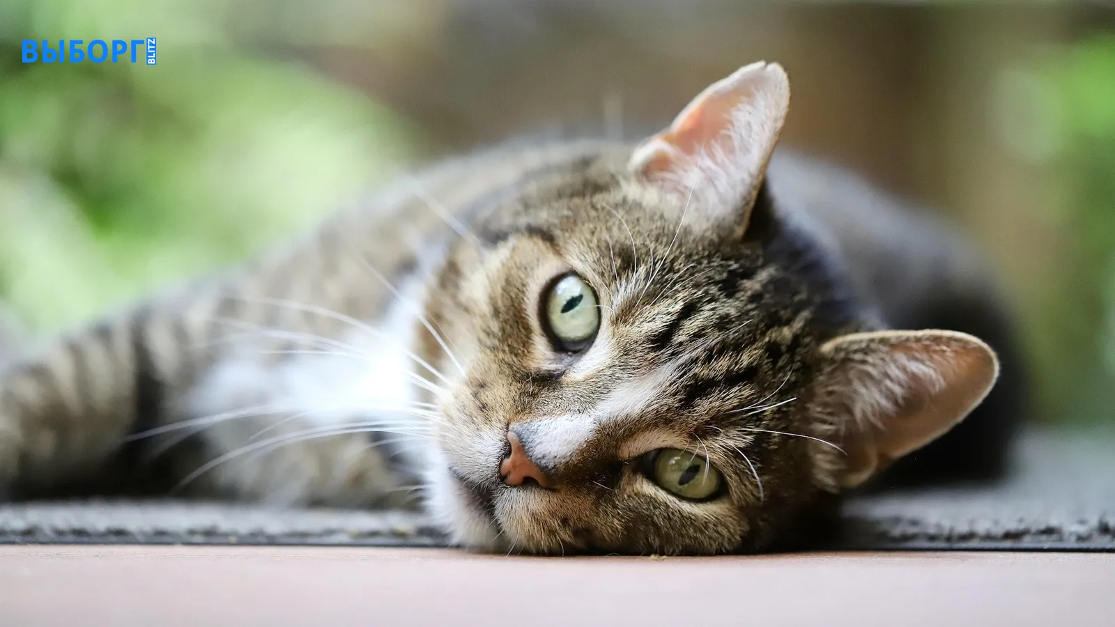 Кошка