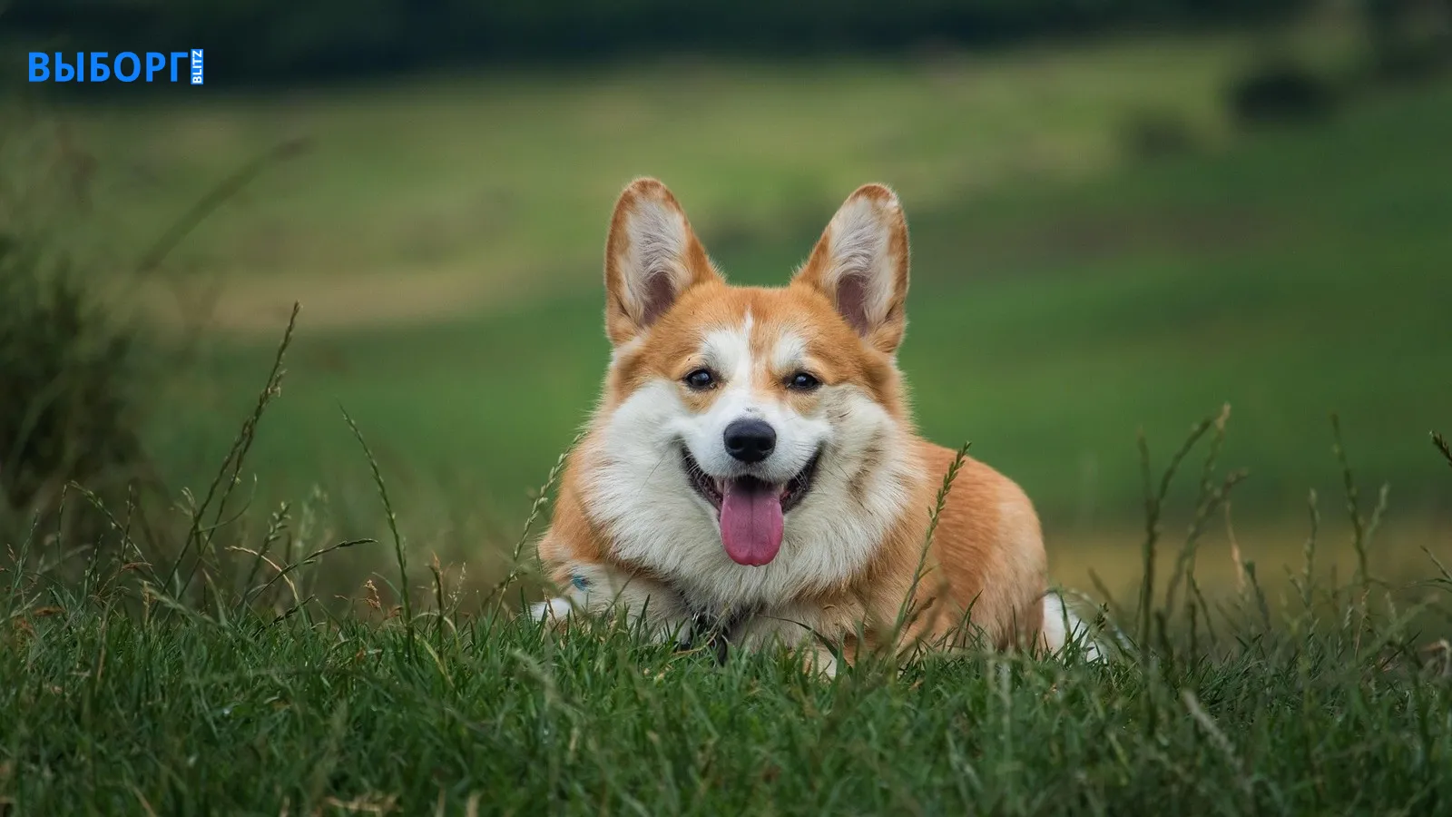 Корги