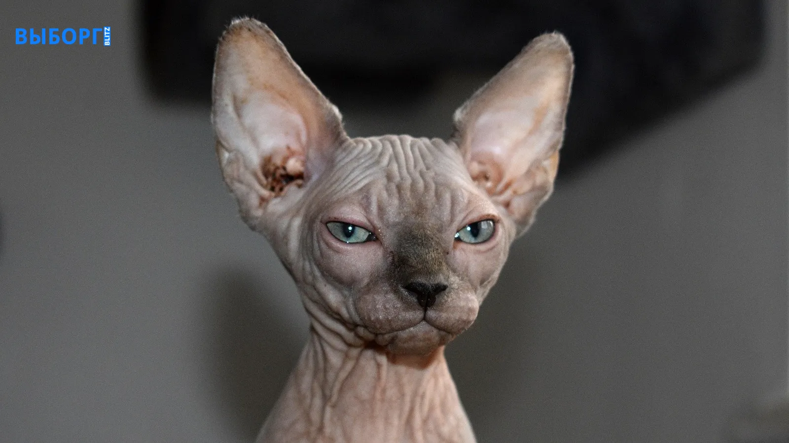 Кошка породы сфинкс