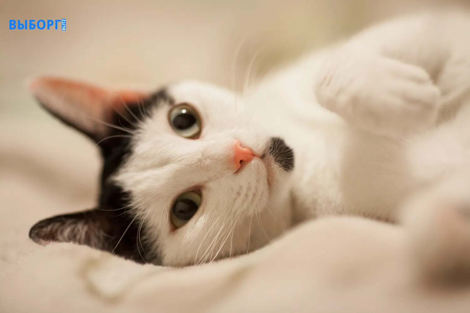 Кошка