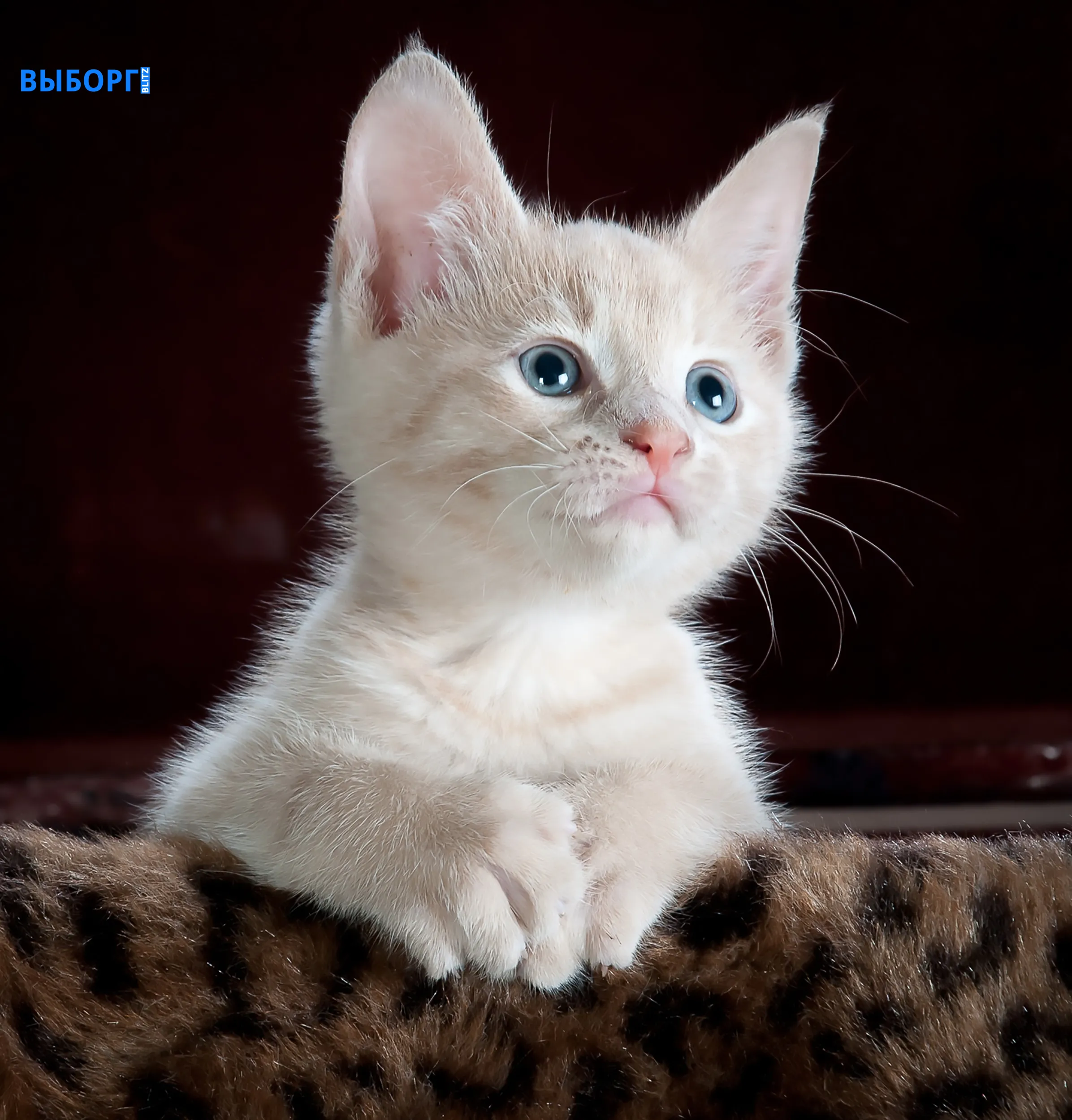 Котенок