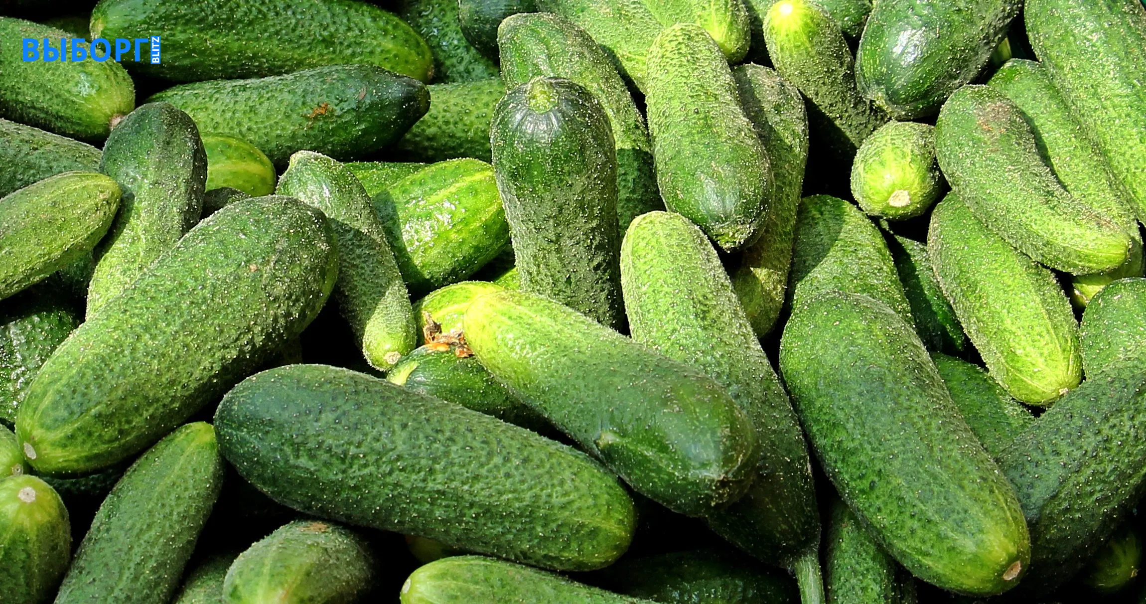 Огурцы