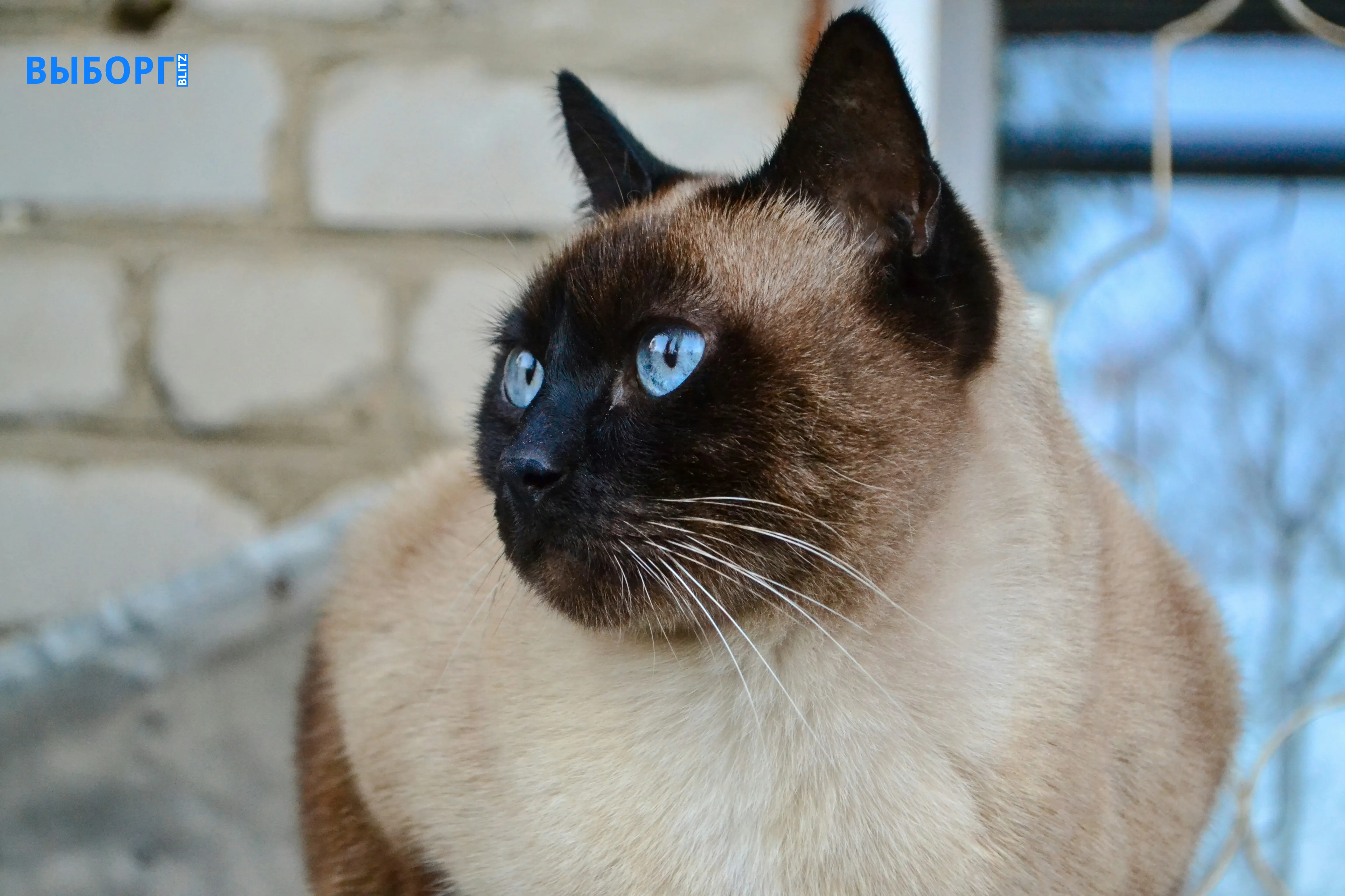Кошка