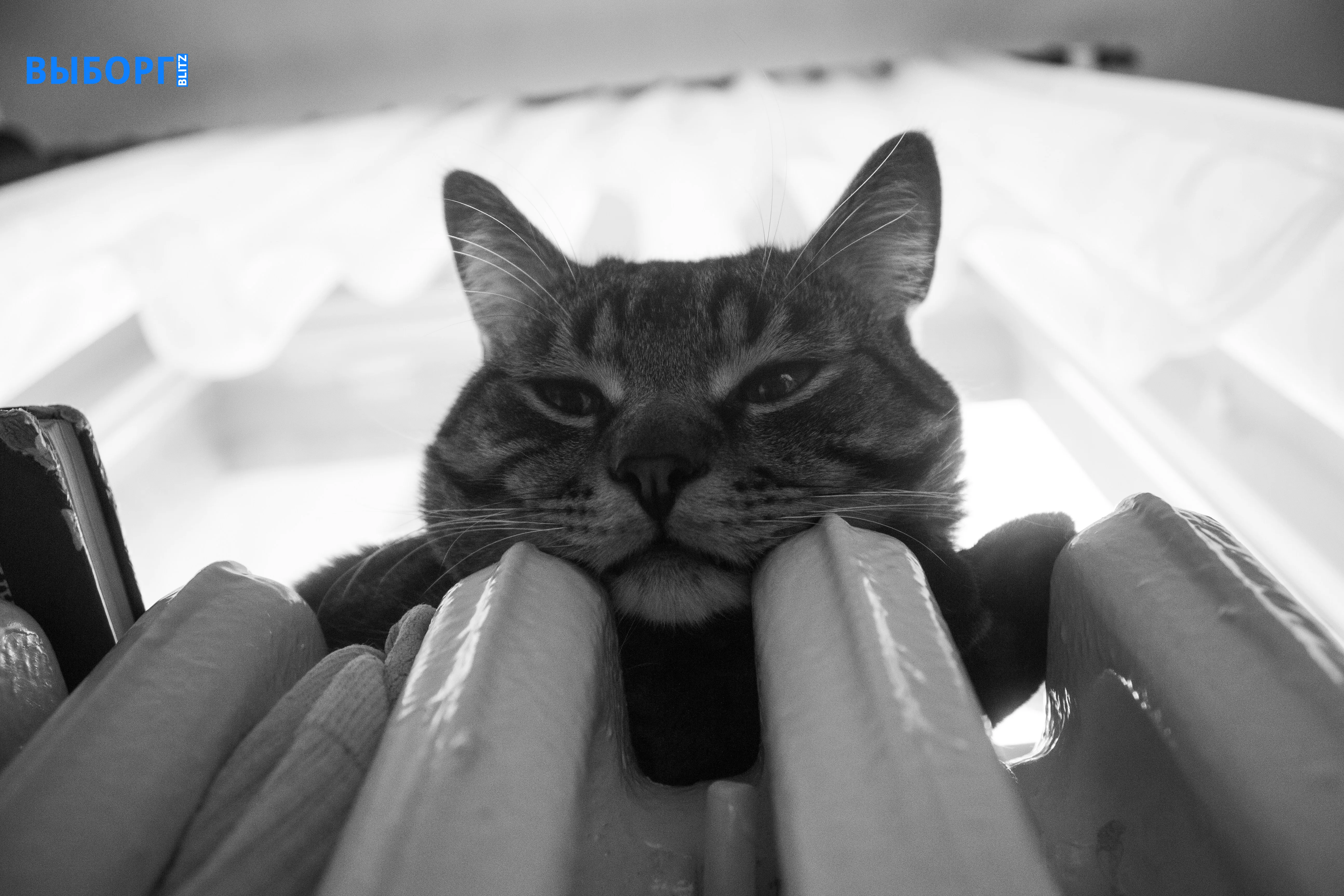 Кошка на батарее отопления