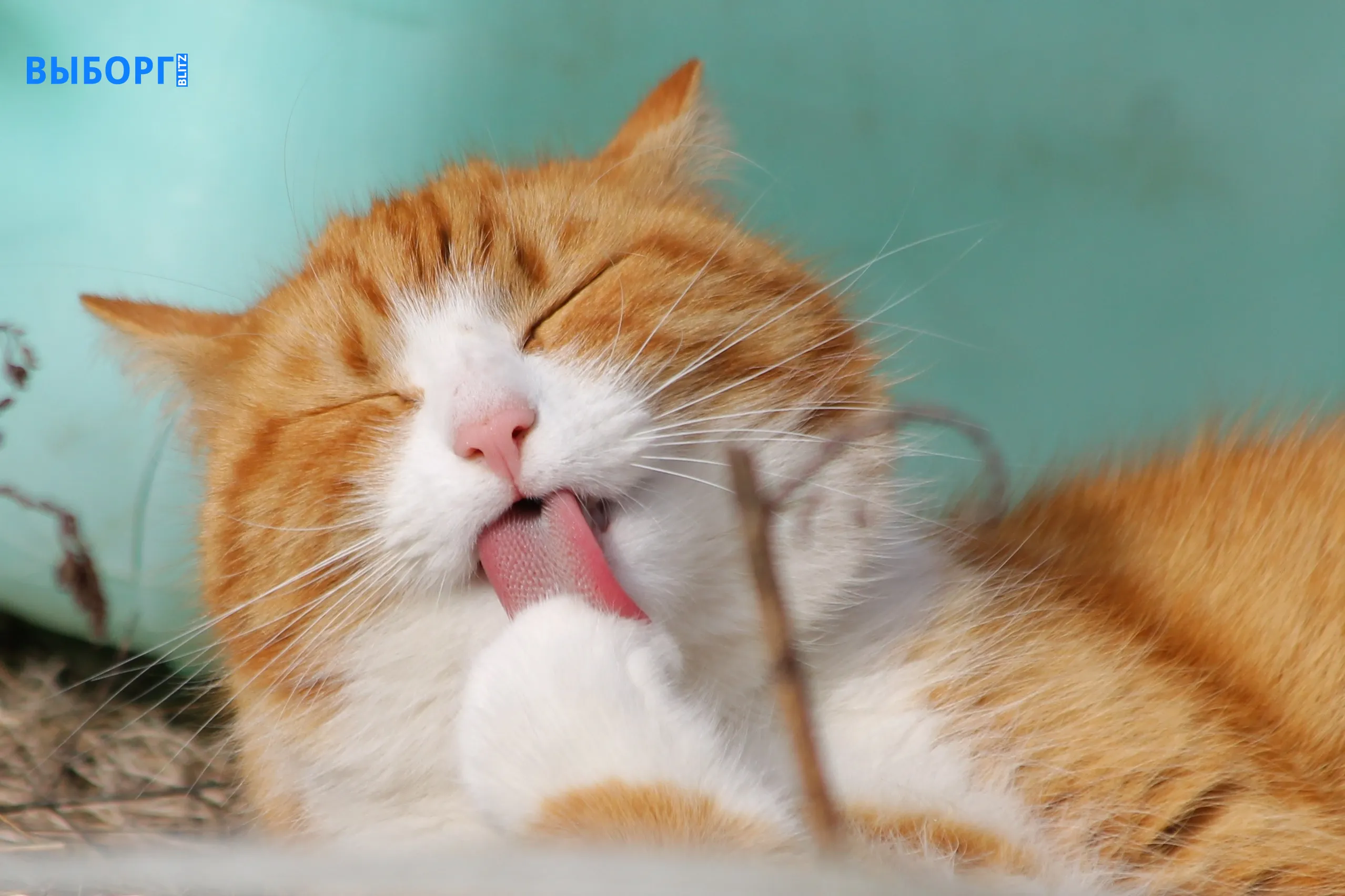 Кошка