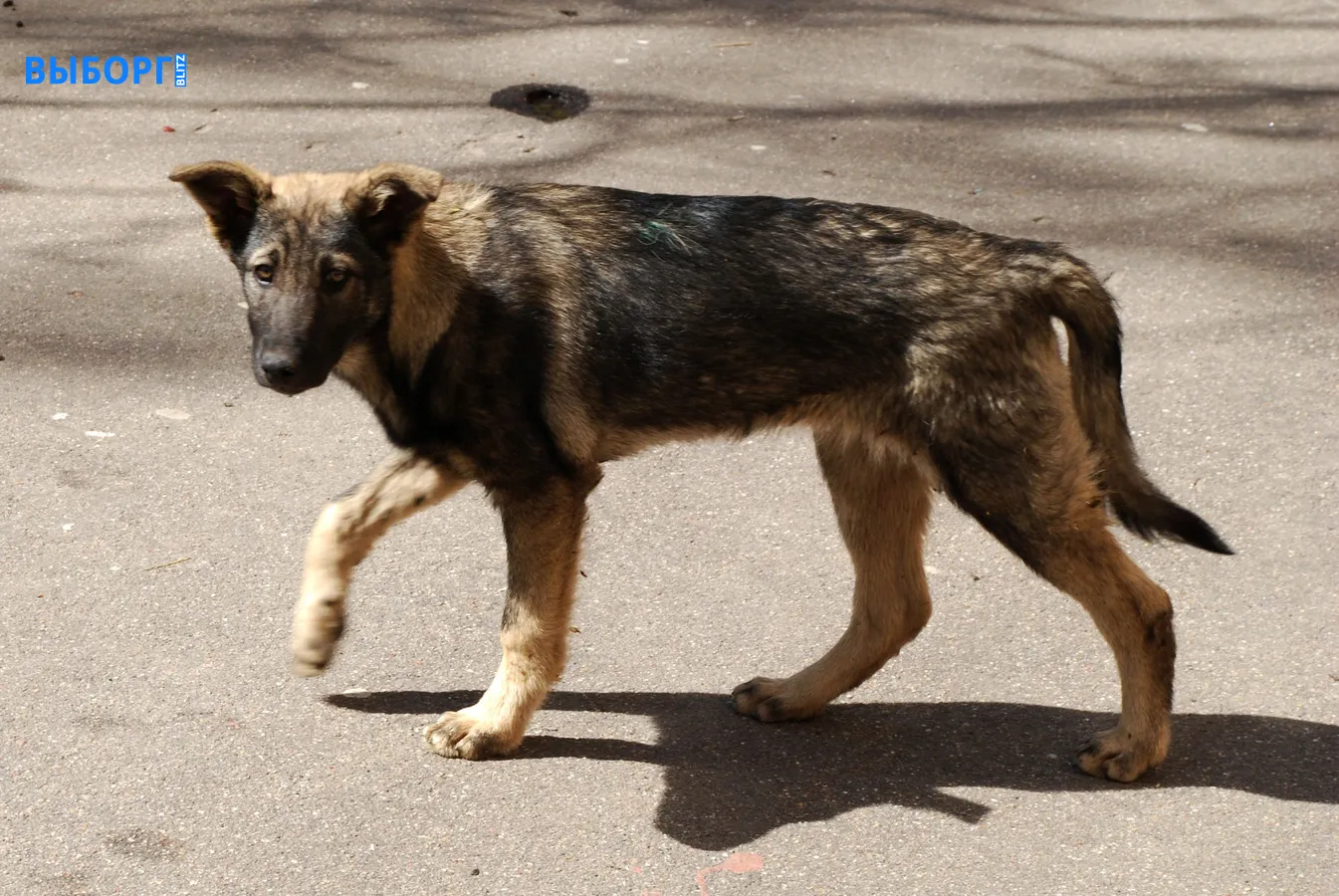 Бродячие псы
